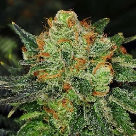 Bubblegum Auto > Barneys Farm