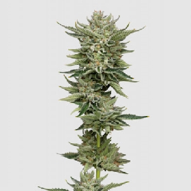 Bubblegum x Fat HOG > Growers Choice