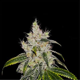 C. Banana Auto > Philosopher Seeds