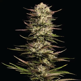 California Octane Triploid > Humboldt Seed Company