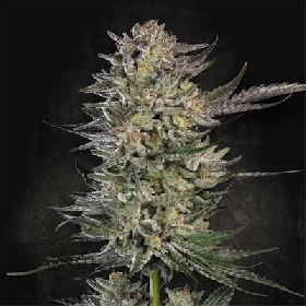 Candy Breath > Paradise Seeds