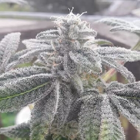 Candy Roll > Elev8 Seeds