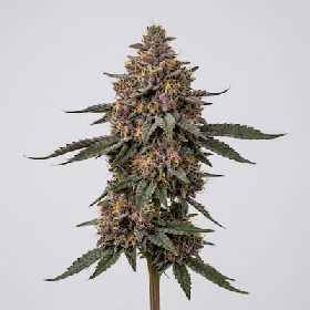 Candy Zour > Mamiko Seeds
