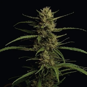 Caribbean Queen > Humboldt Seed Company