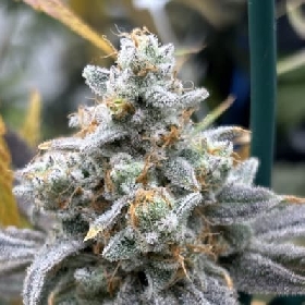 Cat Piss Canyon > Elev8 Seeds