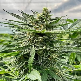 Bask Triangle Farms-