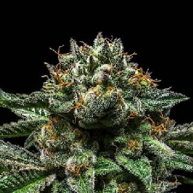 Chempie x Purple Punch > Ripper Seeds