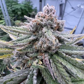 Cherry Cola Auto > Barneys Farm