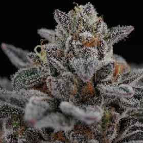 Cherry Crisp > Perfect Tree