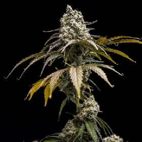 Cherry Crush > World Breeders
