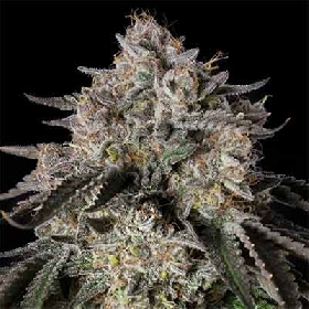 Cherry Essence > Silent Seeds
