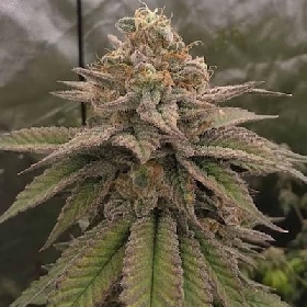 Cherry Flazh > Bask Triangle Farms