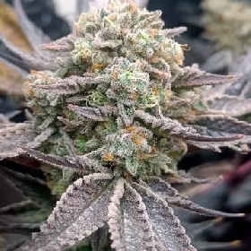 Cherry Mints > Tramuntana Seeds