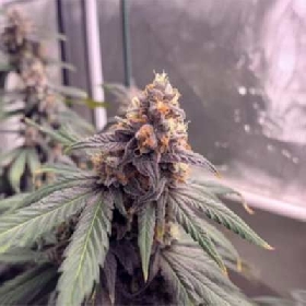 Cherry Sorbet > Elev8 Seeds