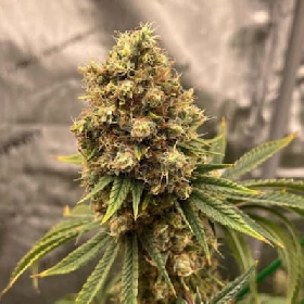 Cherry Zoap Auto > Growers Choice