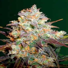 Chocodope > Victory Seeds