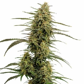 Chocolope x Runtz > Ripper Seeds