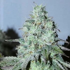 Citrus Hashquake > Bask Triangle Farms