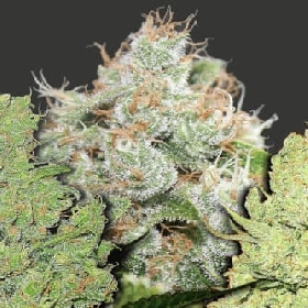 Coleccion 1 > Medical Seeds Co.