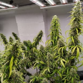 Colossus > ACE Seeds