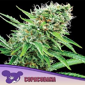 Copacobana > Anesia Seeds