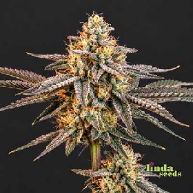 Crazy CBD > Linda Seeds