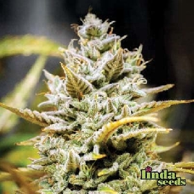 Crazy CBD > Linda Seeds
