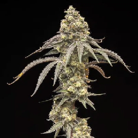 Creamy Kush Gas > World Breeders