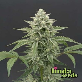 Critical+ 2.0 > Linda Seeds