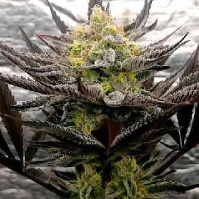 Critical Mints > Tramuntana Seeds