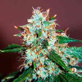 Critical Neville Haze Auto > Delicious Seeds