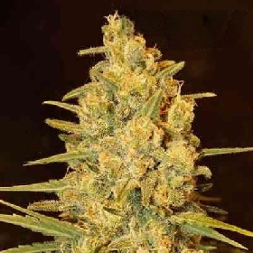 Critical Sensi Star Early Version > Delicious Seeds