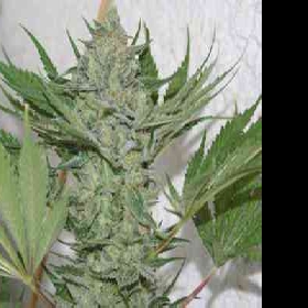 Critical Haze > Resin Seeds