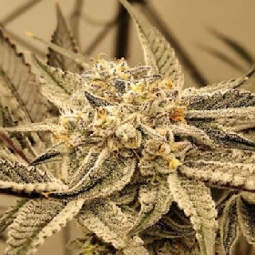 Dante's Inferno > Enigma Genetics