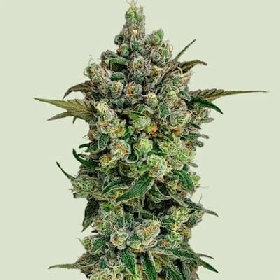 Dark Matter Cake > Royal Queen Seeds