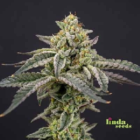 Datscha Grün (F1 Fast Flowering) > Linda Seeds
