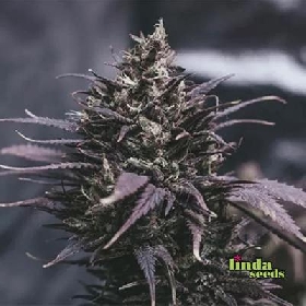 Datscha Grün (F1 Fast Flowering) > Linda Seeds