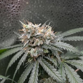 Dirty Zoap > Bask Triangle Farms