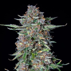 Auto Do-Si-Dos > Royal Queen Seeds