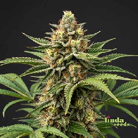 Do Si Dos > Linda Seeds