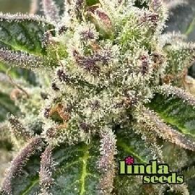 Do Si Dos > Linda Seeds