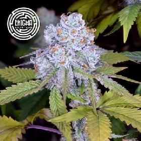 Do-Si-Dos Sherbert > Enigma Genetics