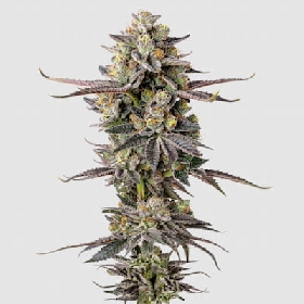 Double Donny Burger > Growers Choice