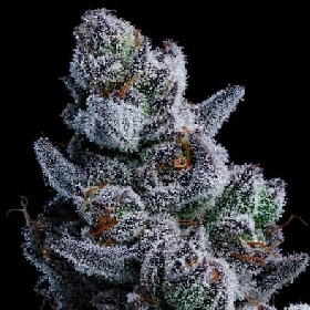 Dozy Don > Anesia Seeds
