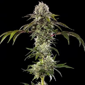 Durban Poison > Barney's Farm