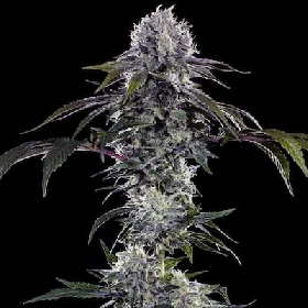 Durban Z > Barney’s Farm