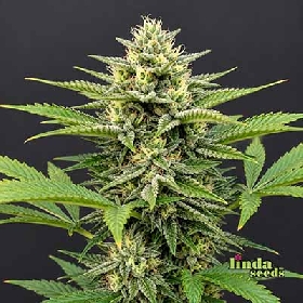Easy CBD > Linda Seeds
