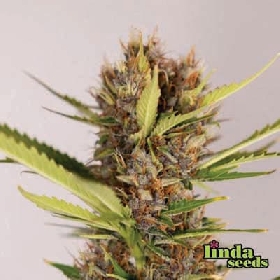 Easy CBD > Linda Seeds