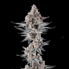 Eye of JAH > Compound Genetics