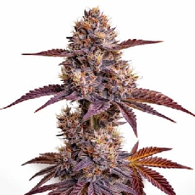 (Face Off x Dosidos) x K-Mintz > Ripper Seeds